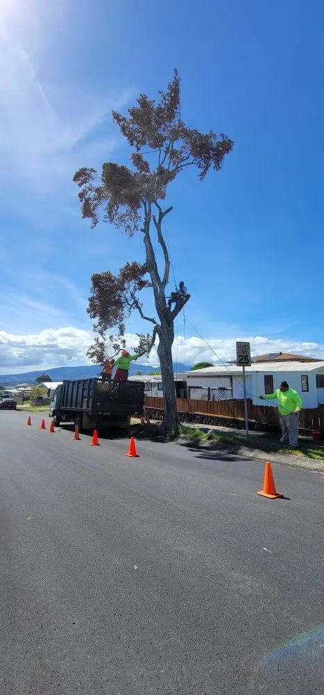 Professional outdoor landscaping with custom design in Waipahu, HI by Iconic Tree and Landscapes