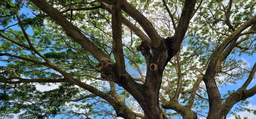 Reliable yard maintenance near you in Waipahu, HI by Iconic Tree and Landscapes