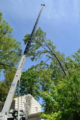 Iconic Tree and Landscapes Logo