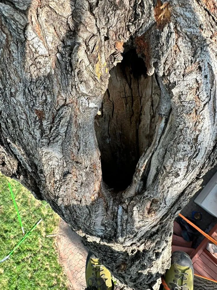 Expert yard maintenance in Wichita, KS - ICT Tree & Landscape