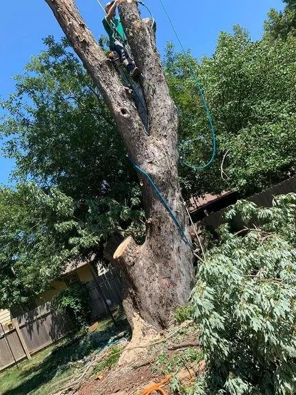 Expert yard cleanup service experts serving Wichita, KS - ICT Tree & Landscape