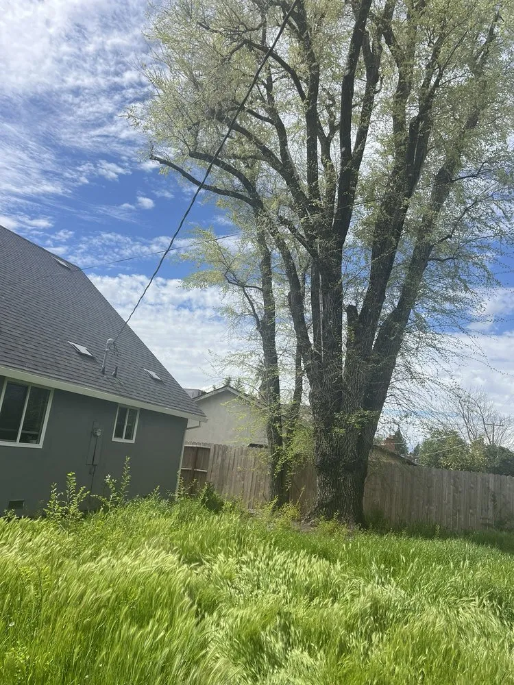 Local yard maintenance for residential properties in Sacramento, CA by ID Tree & Landcare