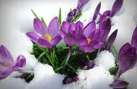 Trusted garden landscaping experts serving Blackfoot, ID - Idaho Classic Landscape & Sprinkler