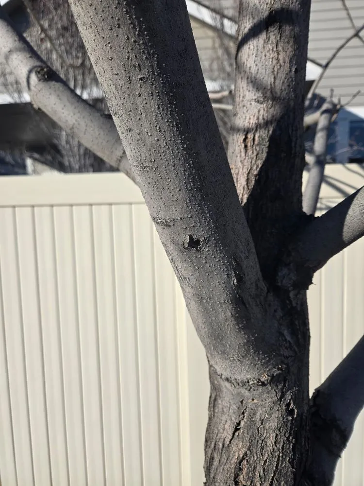 Custom yard cleanup service for year-round maintenance across Twin Falls, ID - Idaho Spray Service