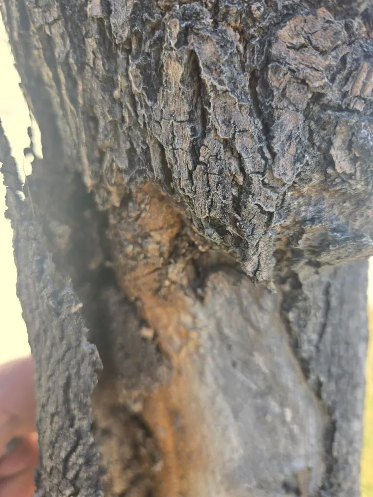 Local lawn care service in Twin Falls, ID by Idaho Spray Service