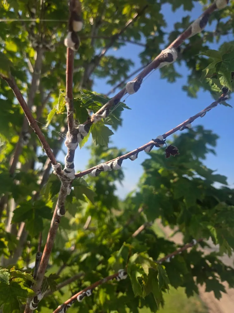 Expert yard cleanup service for outdoor upgrades in Twin Falls, ID by Idaho Spray Service