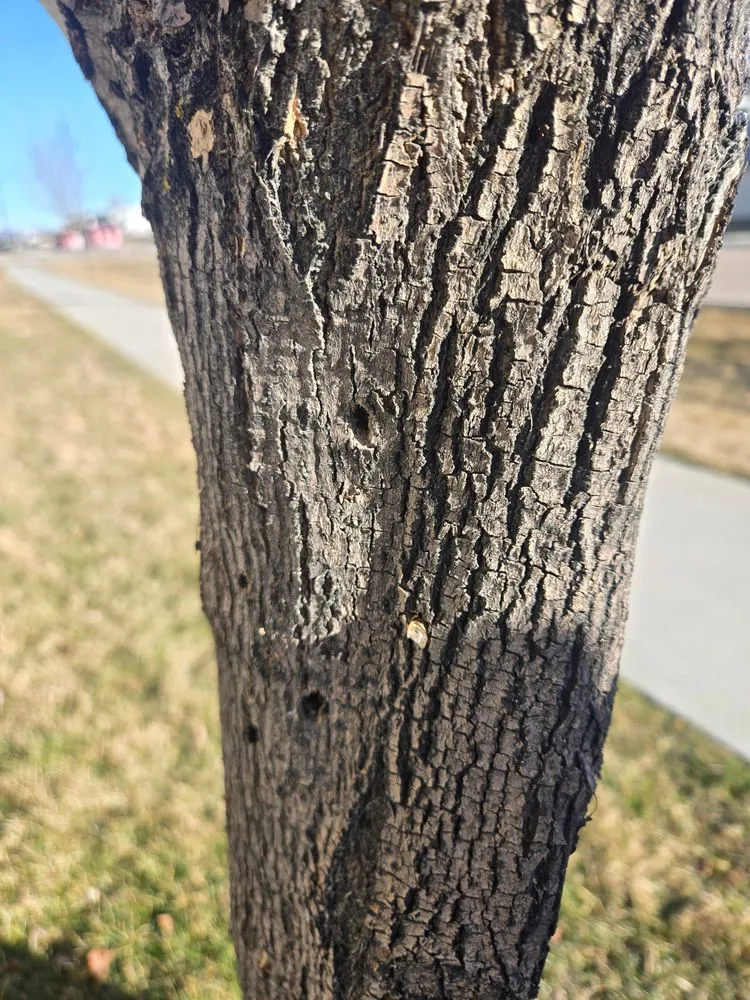 Affordable lawn mowing service in Twin Falls, ID - Idaho Spray Service