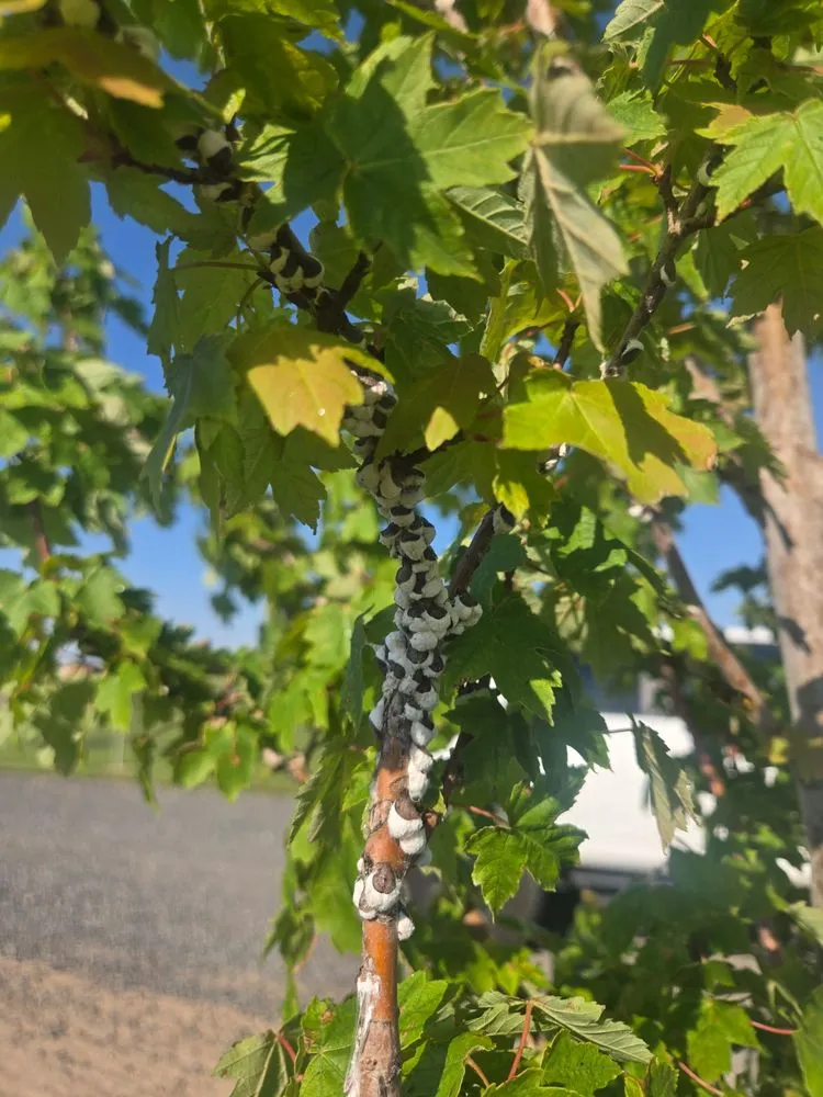 Trusted garden landscaping in Twin Falls, ID - Idaho Spray Service