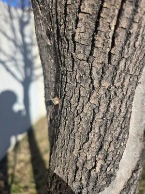 Idaho Spray Service Logo