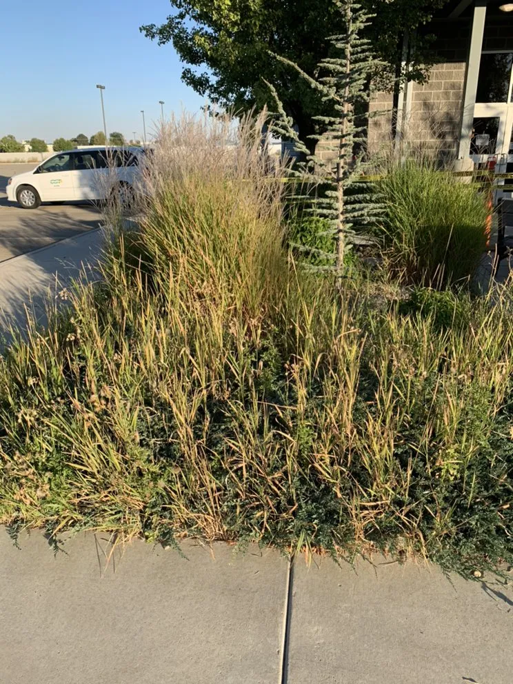 Custom lawn care service for year-round maintenance across Meridian, ID - IdaScoop Landscape and Lawn Care