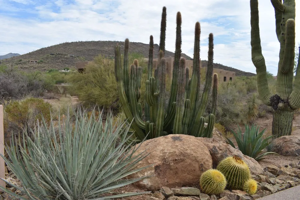 Trusted landscape design for residential properties in Phoenix, AZ by Iddings & Sons Landscaping