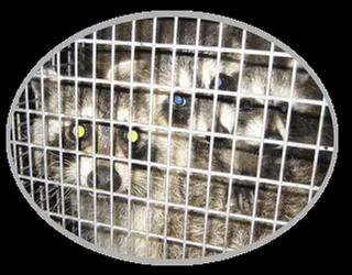 Trusted lawn care service for homes across West Palm Beach, FL - Ideal Environmental Solutions