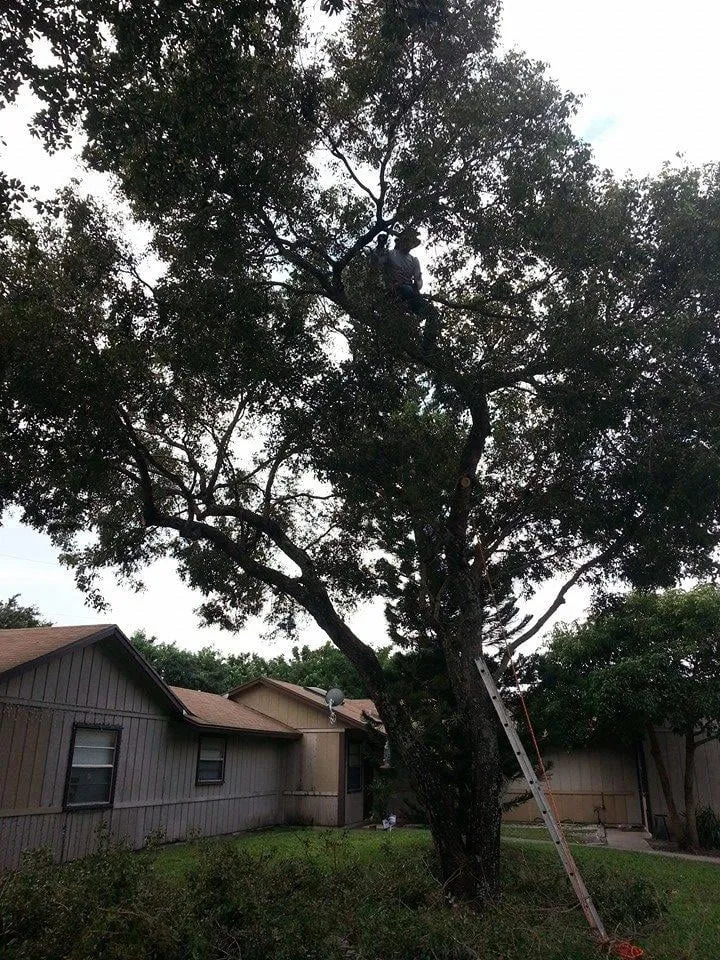 Reliable outdoor landscaping in West Palm Beach, FL by Ideal Environmental Solutions