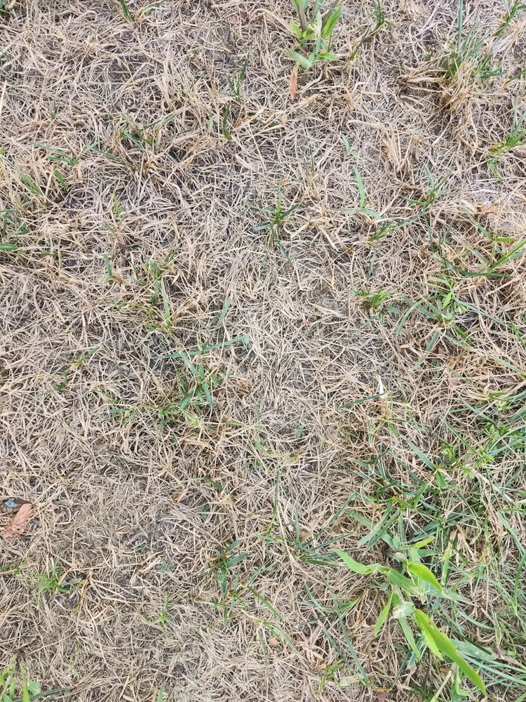 Top-rated residential landscaping in Kernersville, NC - Ideal Landscaping & Irrigation