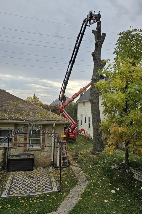 Local yard maintenance experts serving Saukville, WI - Ideal Tree Service