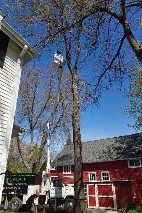 Affordable lawn care service experts serving Saukville, WI - Ideal Tree Service