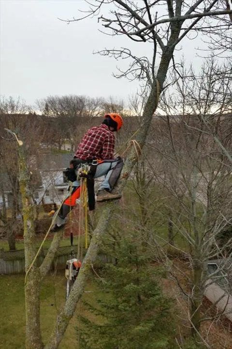 Affordable landscape design in Saukville, WI by Ideal Tree Service