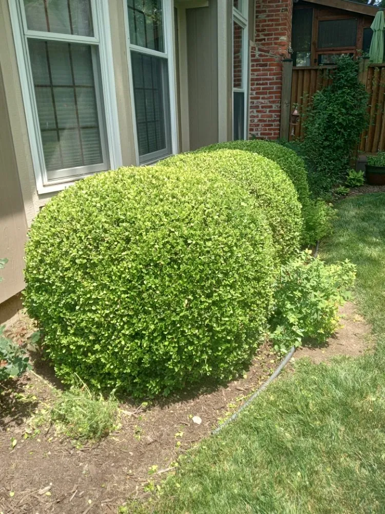 Professional lawn mowing service for year-round maintenance across Overland Park, KS - Idesign Landscapes And Consulting