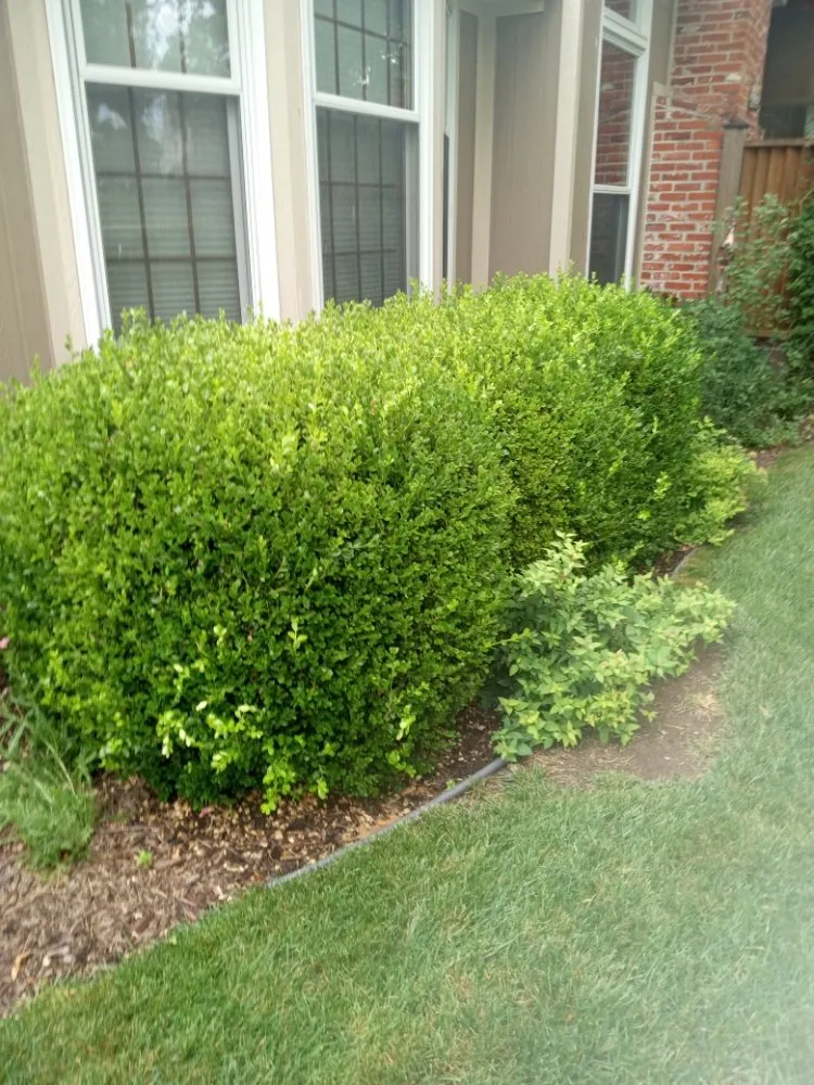 Trusted lawn mowing service in Overland Park, KS by Idesign Landscapes And Consulting