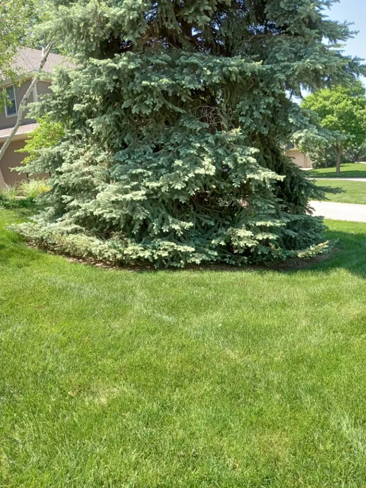 Professional lawn care service near you in Overland Park, KS by Idesign Landscapes And Consulting