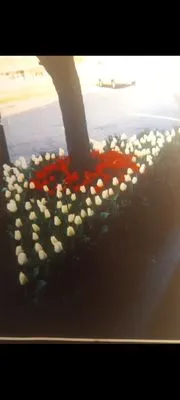 Idesign Landscapes And Consulting Logo