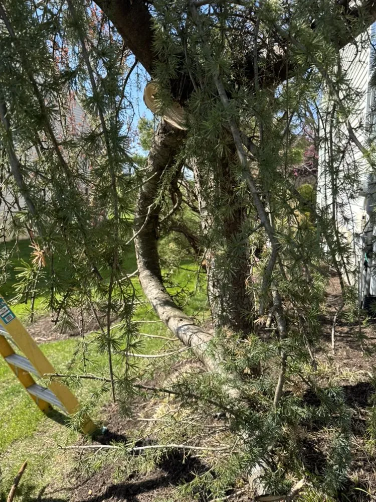 Local yard maintenance in Lincoln University, PA - Idoo