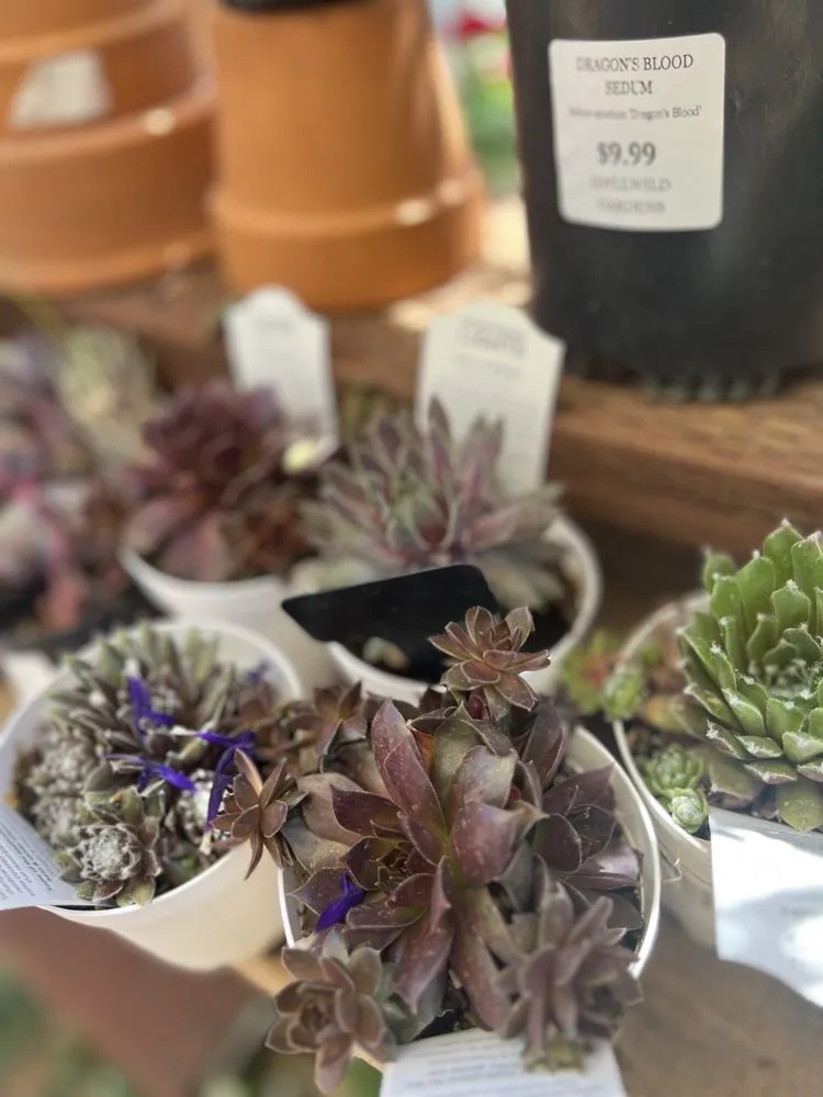 Professional landscape installation in Idyllwild, CA - Idyllwild Gardens