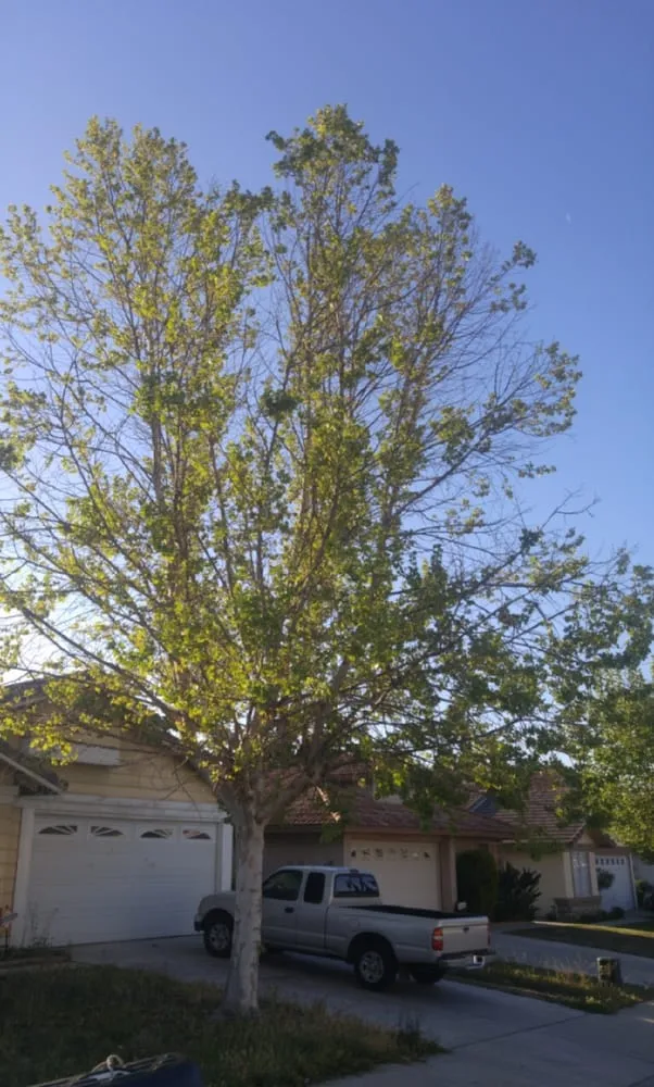 Local yard maintenance for residential properties in Perris, CA by IE Landscaping Services