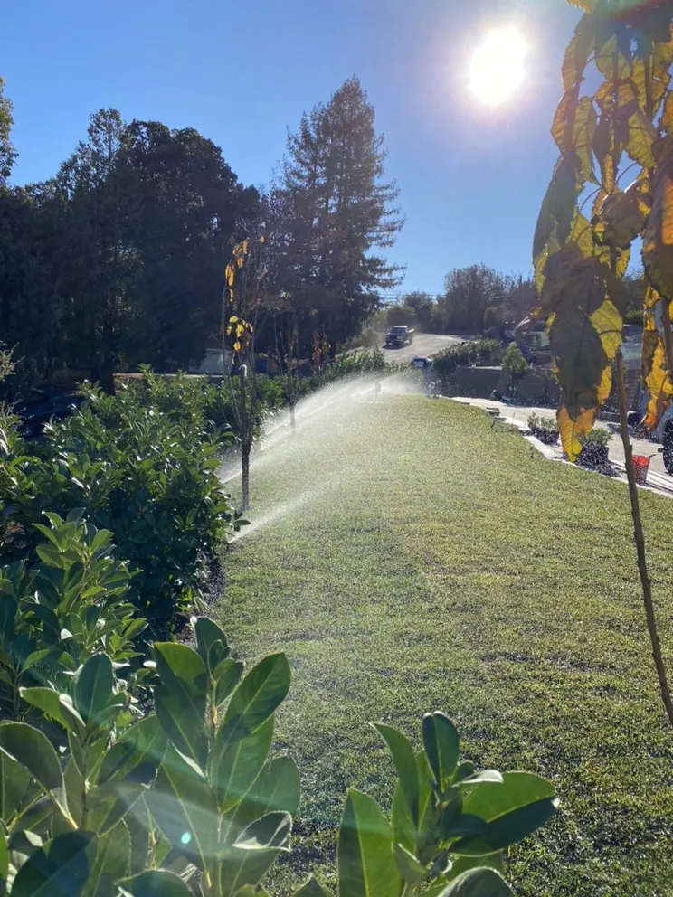 Reliable yard cleanup service in San Mateo, CA by IG Landscapes