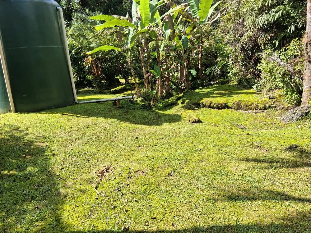 Top-rated lawn mowing service in Keaau, HI - Igb Yard Service