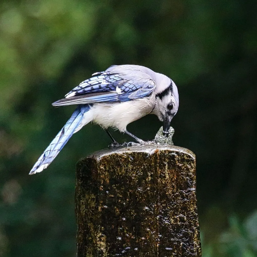 Professional lawn mowing service for residential properties in Mechanicsburg, PA by Igneous Rock Gallery Stone Fountains