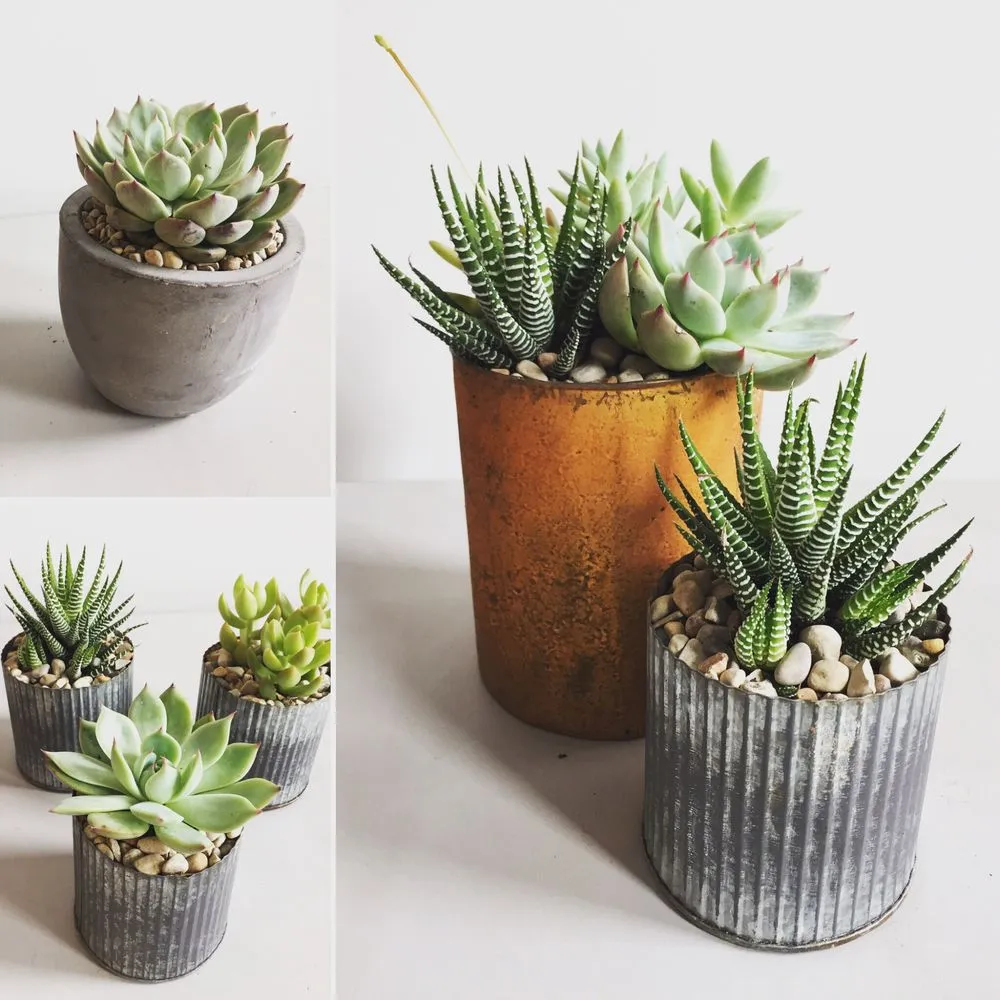 Local landscaping services for year-round maintenance in Chicago, IL by IGS Plantscaping Group