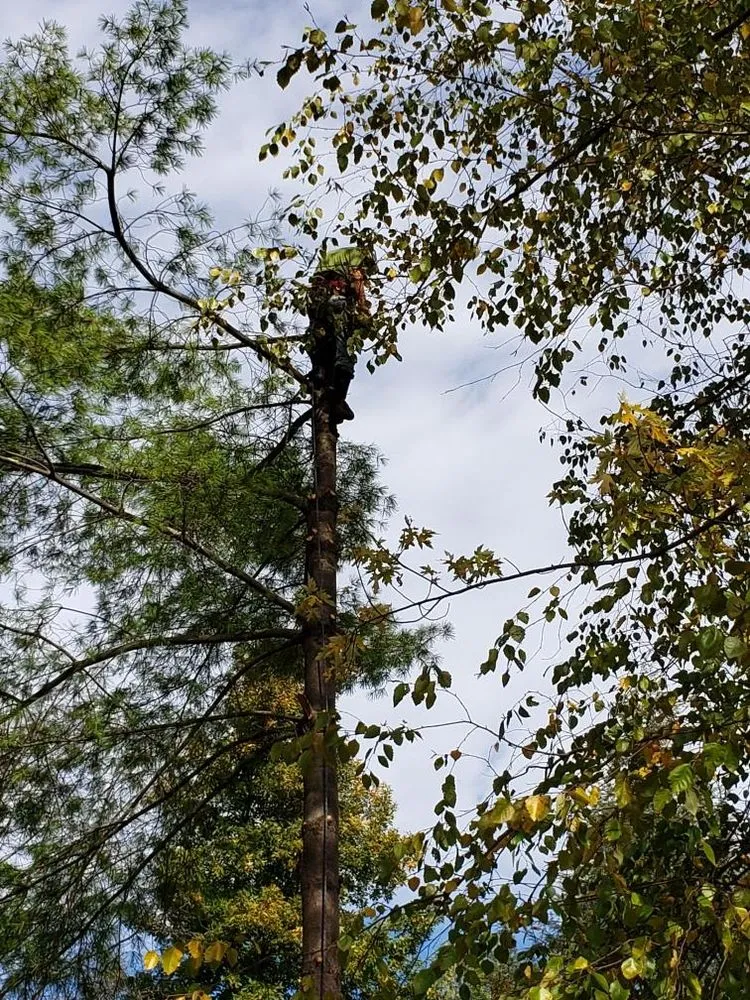 Top-rated landscaping services experts serving Reedsville, WV - II Busy Bee's Lawn N' Tree Service