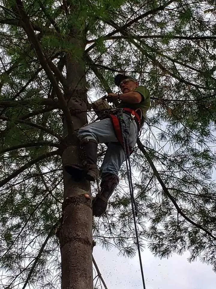 Local garden landscaping for year-round maintenance in Reedsville, WV by II Busy Bee's Lawn N' Tree Service
