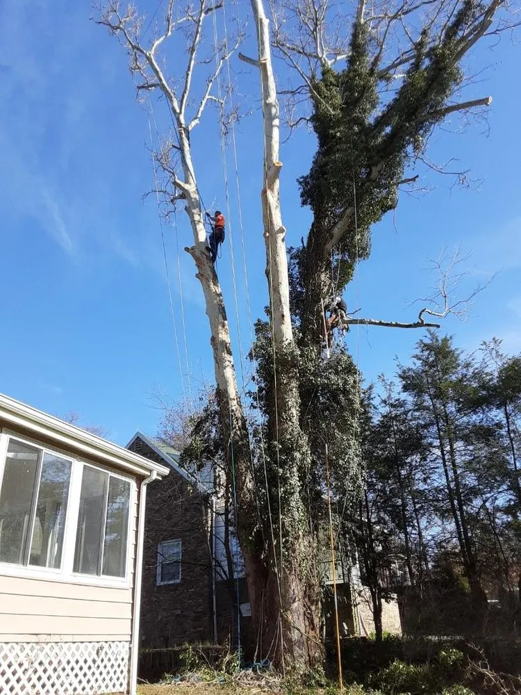 Expert landscape installation experts serving Reedsville, WV - II Busy Bee's Lawn N' Tree Service