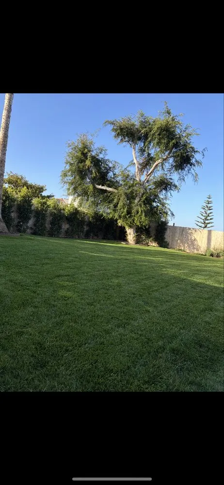 Affordable lawn care service for homes in Escondido, CA by IJAM Landscaping