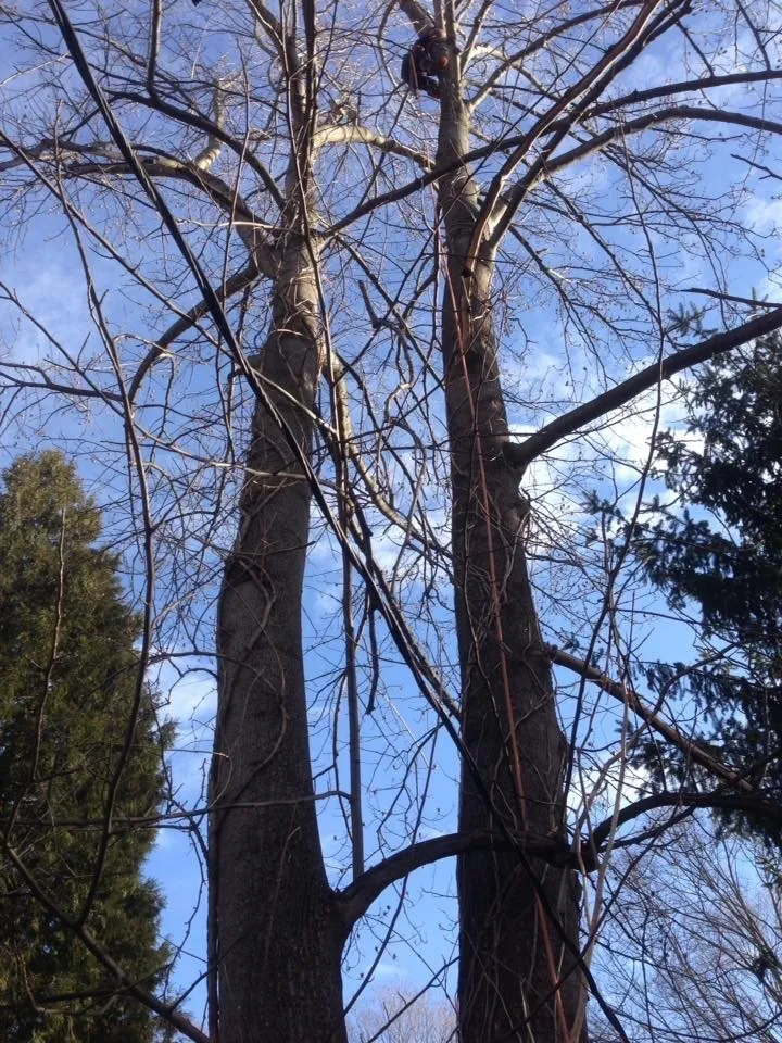 Custom yard cleanup service for year-round maintenance in Ossining, NY by iLandscape NY