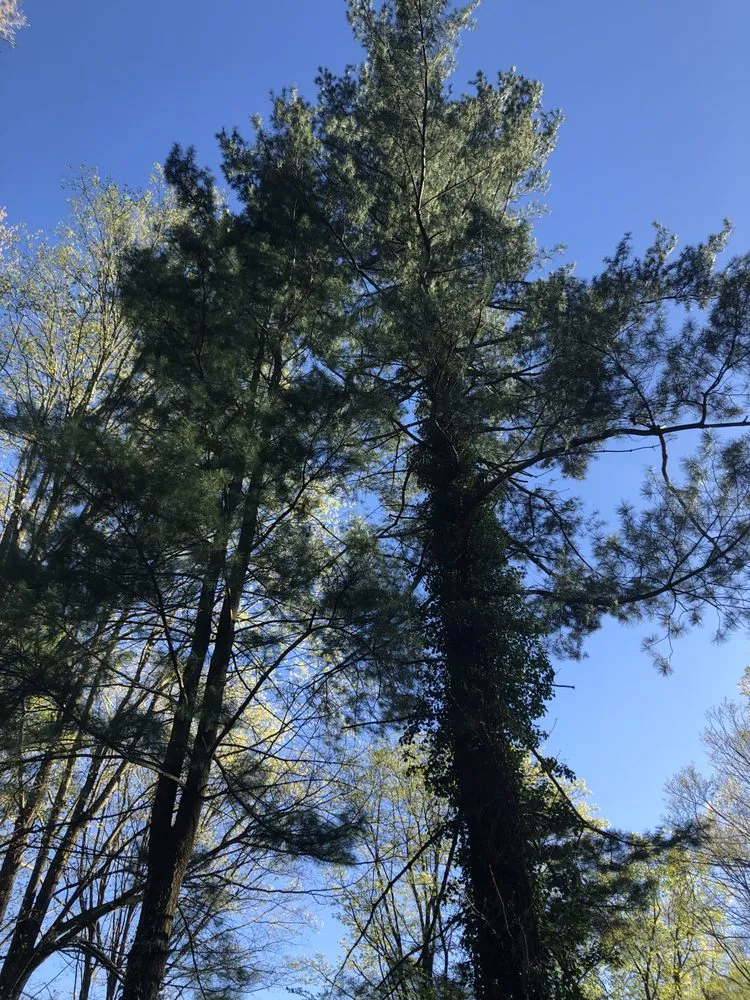 Custom yard cleanup service with custom design in Ossining, NY by iLandscape NY