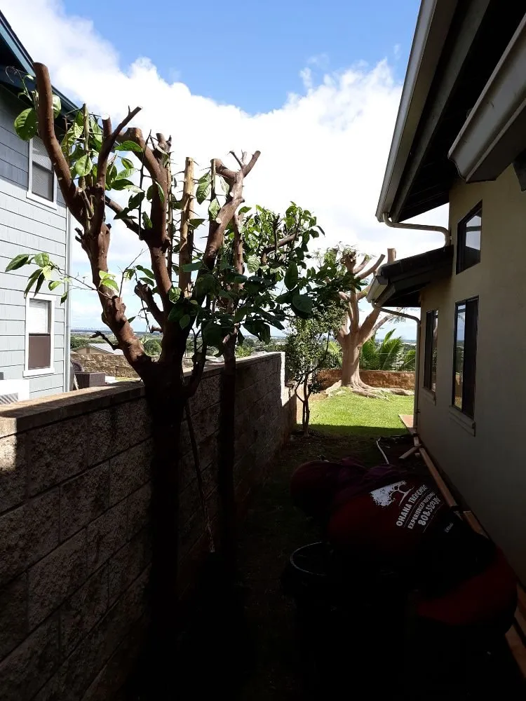 Professional landscape design with custom design in Wahiawa, HI by ILA'S SERVICES