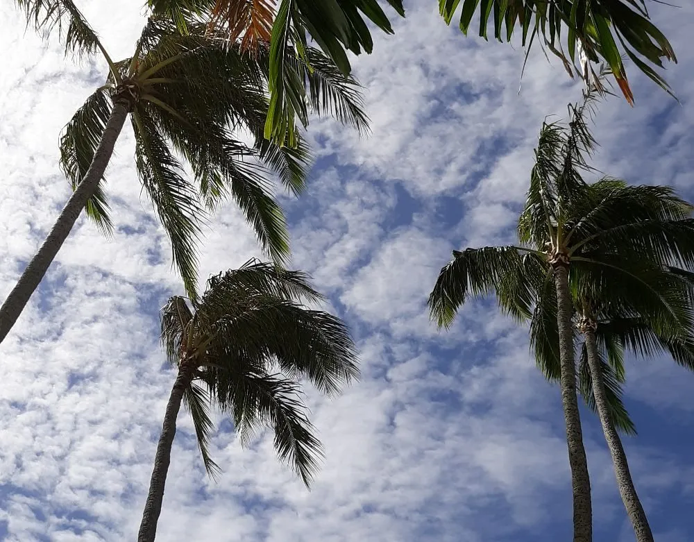 Professional lawn care service in Wahiawa, HI - ILA'S SERVICES