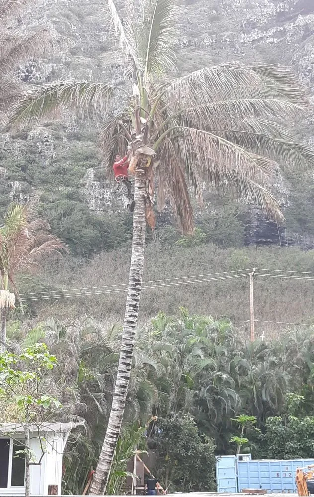 Professional landscaping services in Wahiawa, HI - ILA'S SERVICES