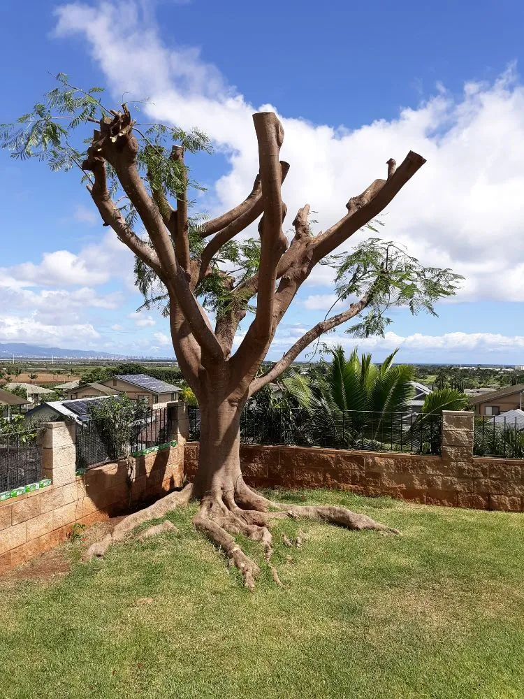 Expert lawn care service in Wahiawa, HI - ILA'S SERVICES