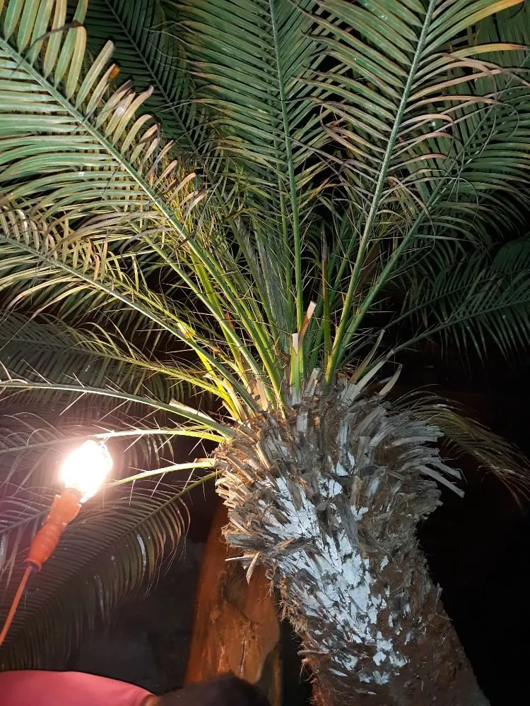 Expert garden landscaping for homes in Wahiawa, HI by ILA'S SERVICES