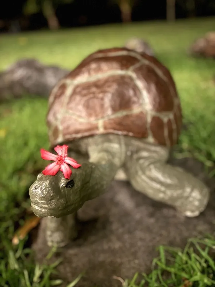 Reliable lawn mowing service in Kailua-Kona, HI - Ili Kupono Gardens Nursery & Farm