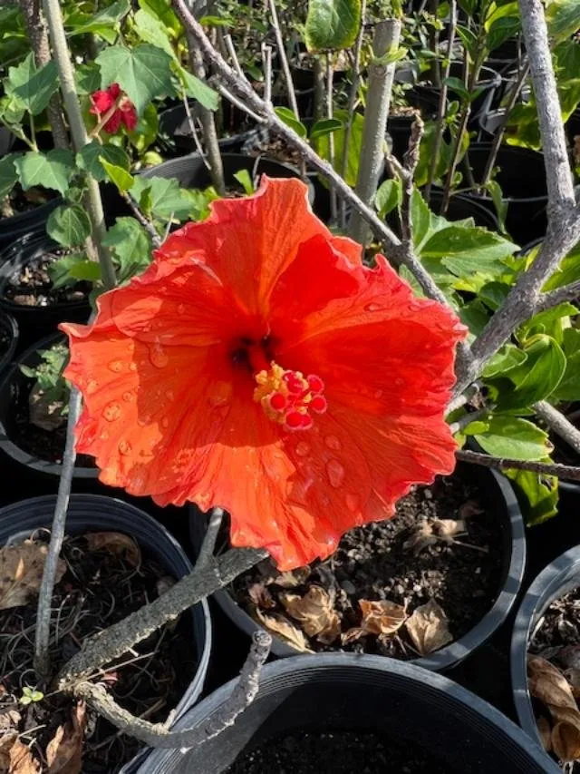 Reliable landscape installation with custom design in Kailua-Kona, HI by Ili Kupono Gardens Nursery & Farm