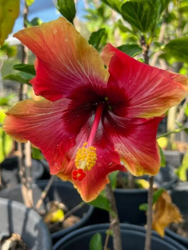 Trusted garden landscaping for homes across Kailua-Kona, HI - Ili Kupono Gardens Nursery & Farm