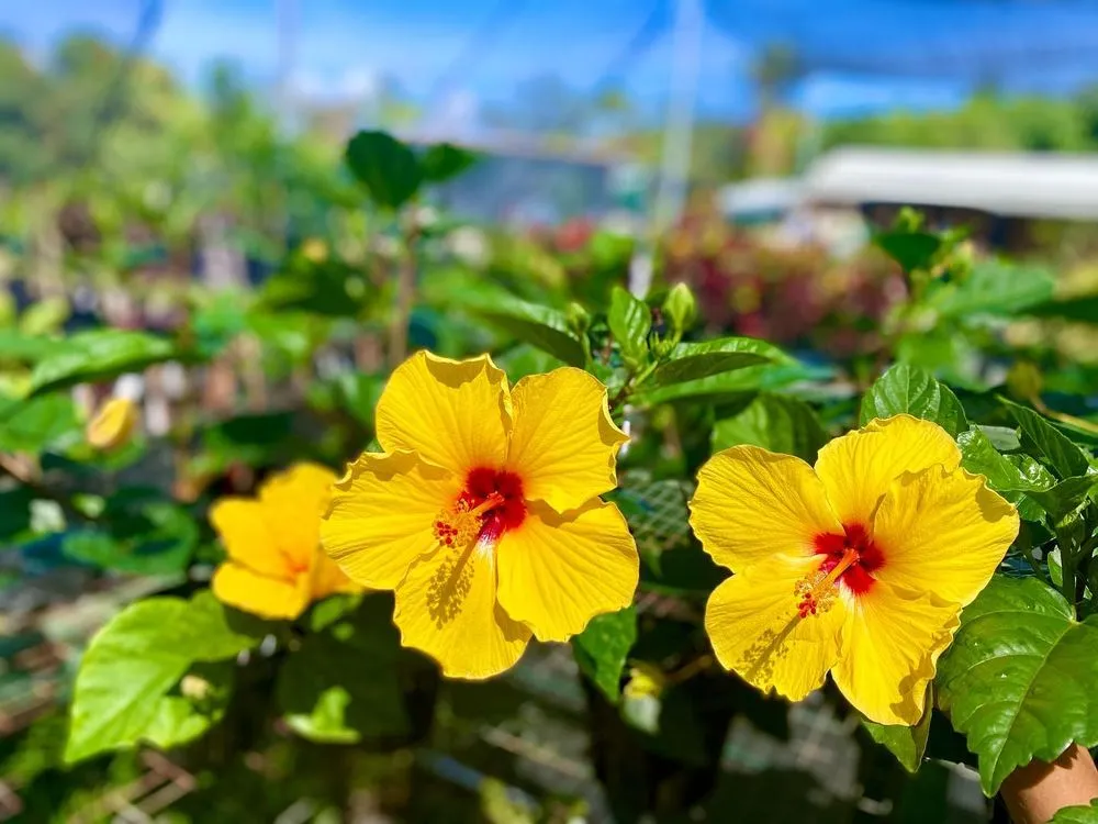 Local landscape installation for homes in Kailua-Kona, HI by Ili Kupono Gardens Nursery & Farm