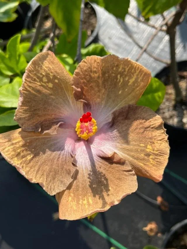 Affordable landscape installation in Kailua-Kona, HI - Ili Kupono Gardens Nursery & Farm