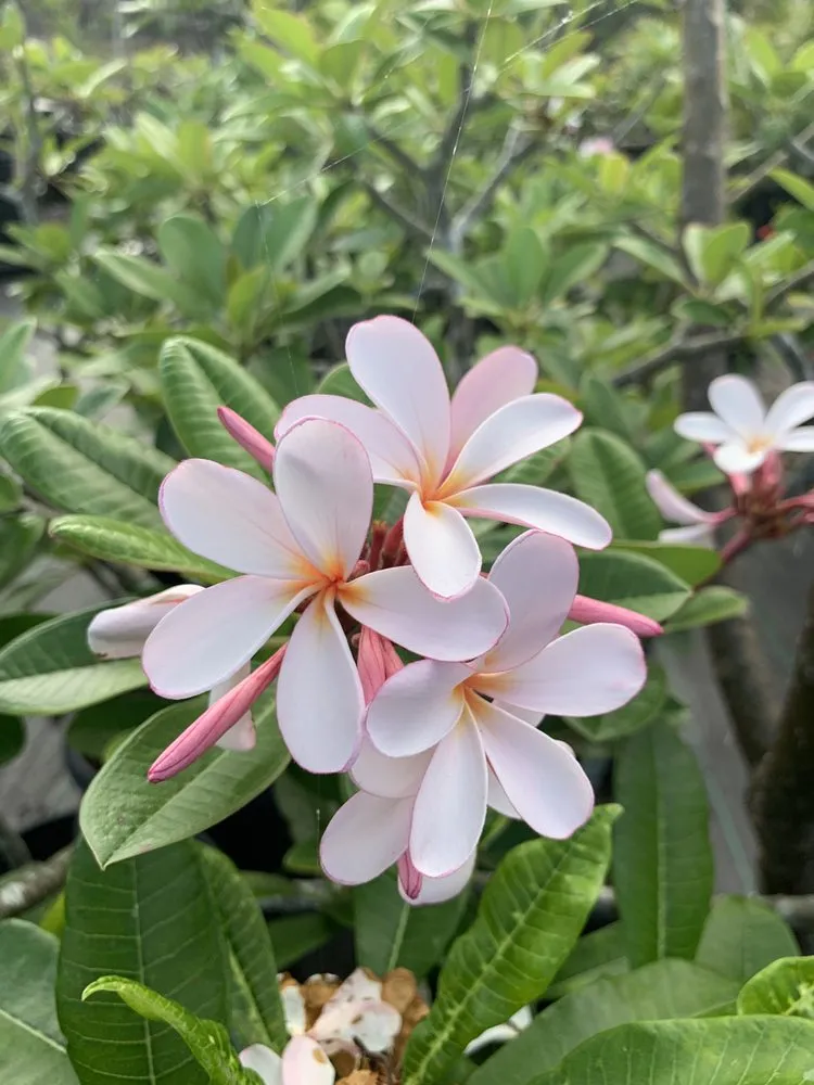 Reliable yard maintenance for residential properties across Kailua-Kona, HI - Ili Kupono Gardens Nursery & Farm