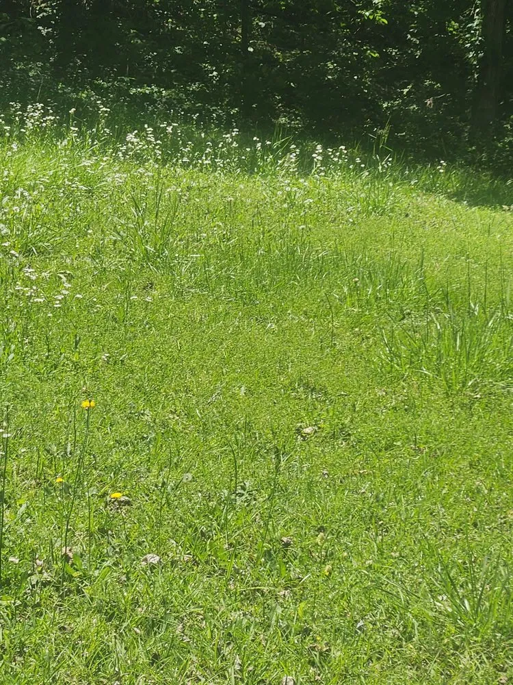 Local landscaping services in Atlanta, GA by I'll Be Back Landscaping